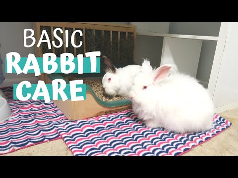 Králik domáci (Oryctolagus cuniculus) — chov, ubytovanie a starostlivosť