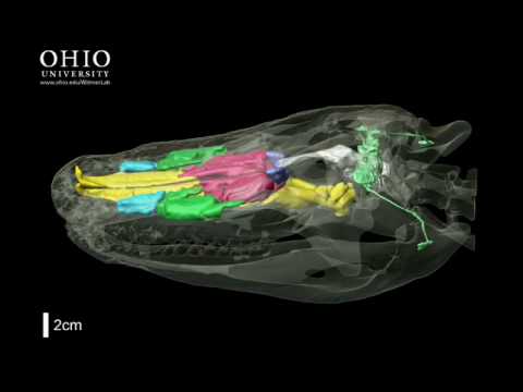 WitmerLab: alligator brain, nasal cavity, and other air spaces  - Rolling Animation