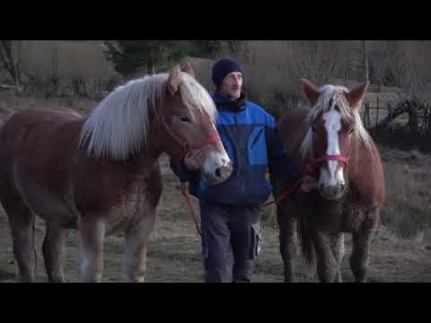 Manjii lui Nicusor de la Abrud, Alba - 2021 Nou!!!