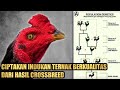 Melestarikan Gen Sekaligus Mengupgrade Kualitas BotohNusantara