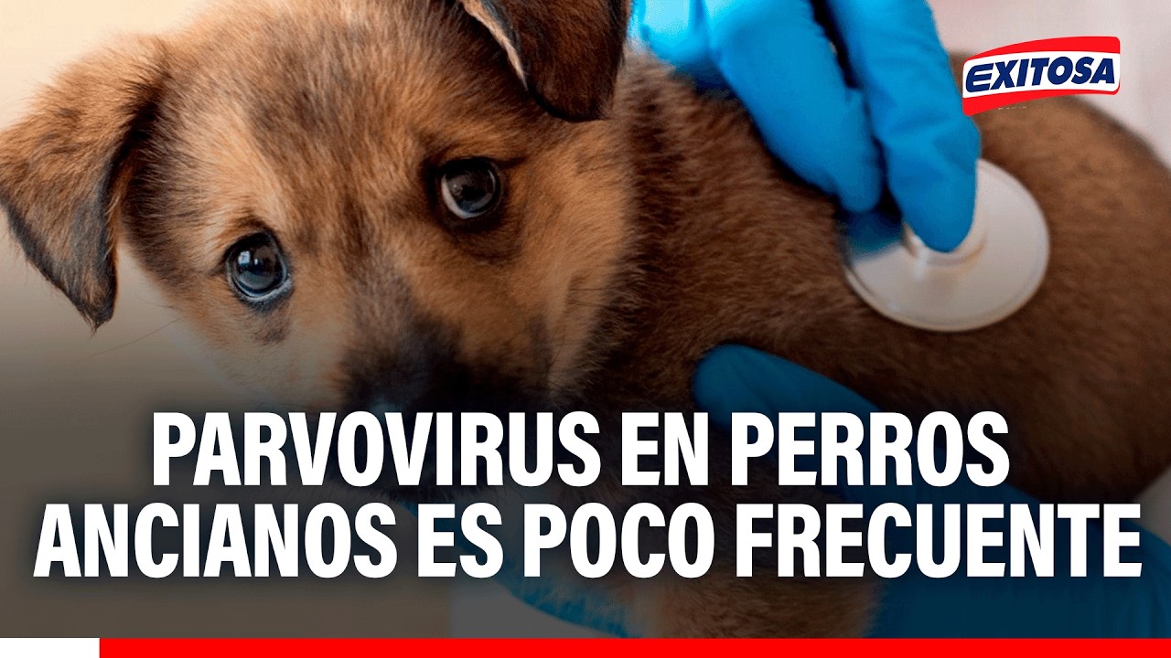 🔴🔵 Perros ancianos pueden sufrir de parvovirus: “Es poco frecuente”, señala Rodrigo Rondón