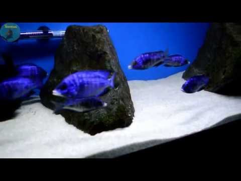Placidochromis Phenochilus | MDOKA WHITE LIPS | Lake Malawi African Cichlids | Update #5