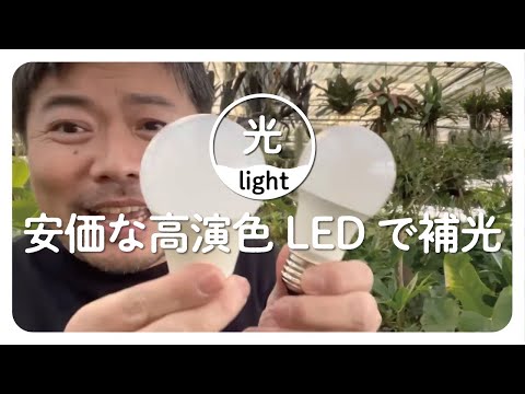 地球の電球 植物