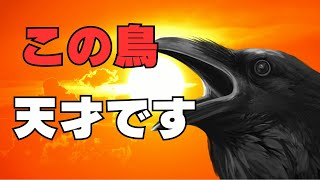この鳥、天才です！カラスの知能が高すぎる理由