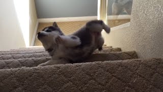 Husky pup tries the stairs