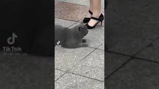 スカートのニャか