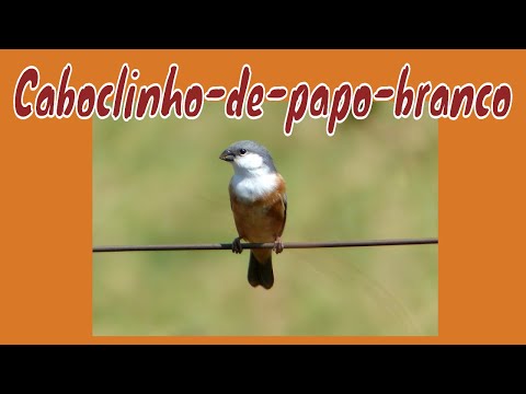 Kňažík bahenný (Sporophila palustris) — video o speve a chove