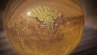 Visual Effects Services Beetle inside amber 3d render (free download)