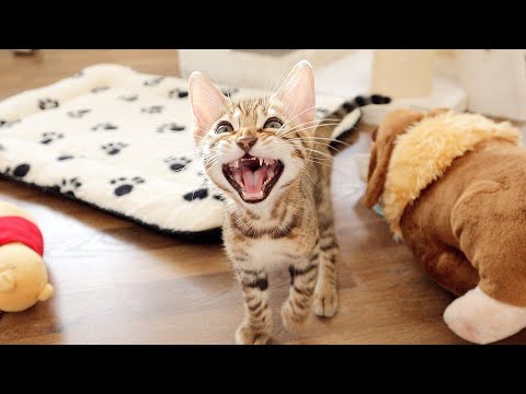 Bengal Kittens Meow Because they Want to Play With Me