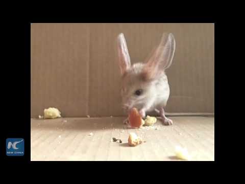 Rare long-eared jerboa visits Xinjiang hotel