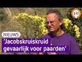 Zeer giftige kruid voor paarden rukt op. "Pas op met hooien"
