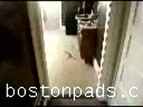 Boston Apartment - Revere Apartment - Vibrant apartment for rent in Revere!