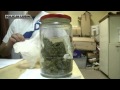 Wideo: Zatrzymany za posiadanie duej iloci narkotykw