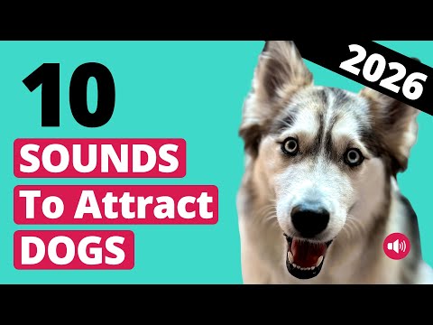 10 Sounds That Instantly Attract Dogs 2026 🐶