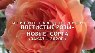 Rose // Плетистые розы - новые сорта /Заказ 2020г./