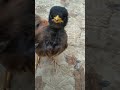 Myna Voice Myna Bird Sound Myna Singing Cute Myna