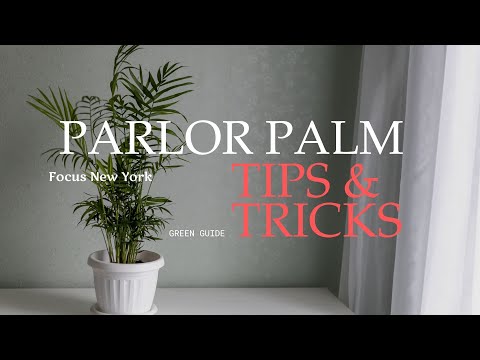 Parlor Palm (Chamaedorea Elegans) Tips and Tricks by Focus New York