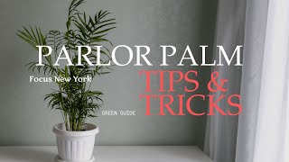 Parlor Palm (Chamaedorea Elegans) Tips and Tricks by Focus New York