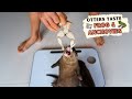 Otters Eating Frog For The First Time