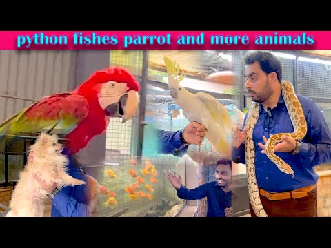 Macaw cockatoo python Pomrenian dogs and more animals (Asad Brohi Vlog)