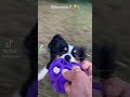 Weeeeee Like Subscribe Human Atl Dog Miniaussie Dogwalker Dogboarding