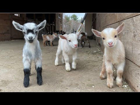 , title : '24 Curious goat kids!'