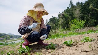 じゃがいもは芽欠きしないと大きくなりません！【フミちゃんねる】