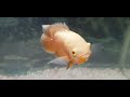 Mango Oscar Fish | Oscar fish aquarium | Keeping oscar aquarium