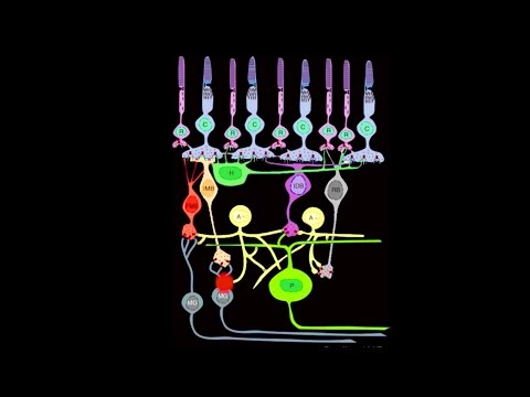 Inside the Mammalian Visual System