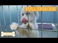 Abandoned Dog Teaches Widow To Love Again Full Episode S4 Ep14