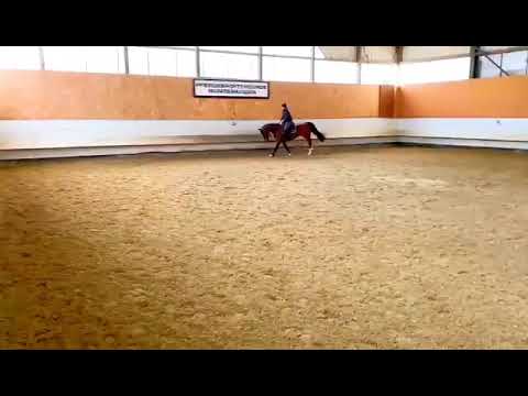 6y. Stute / mare v. Cascadello