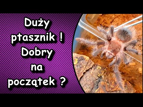 Prezenty od widzów czyli Lasiodora parachybana od Dominika i terrarium od Adriana.