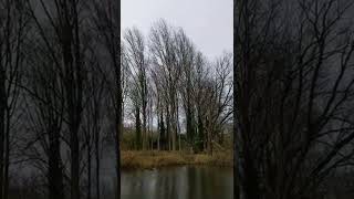 Trees swaying in the wind as storm Eunice approaches in West Berkshire, England