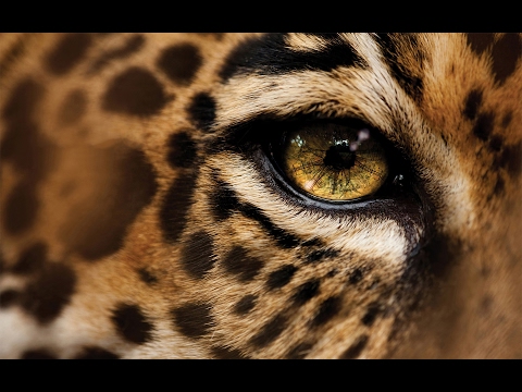 ayahuasca-Yagë cantos Réjcoyo toá mañá