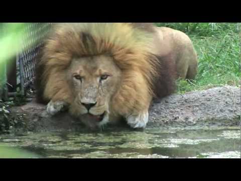 TXU Energy Presents Chill Out at the Houston Zoo