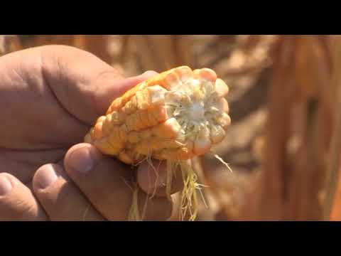 Može bolje ep.28 19.08.2017. - Proizvodnja silaže kukuruza