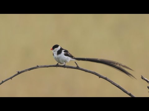 Vdovka strakatá (Vidua macroura) — starostlivosť, voliéra a kŕmenie
