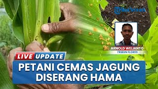 Serangan Hama Tanaman Jagung di Sikka NTT, Petani Dibuat Cemas Khawatir Gagal Panen