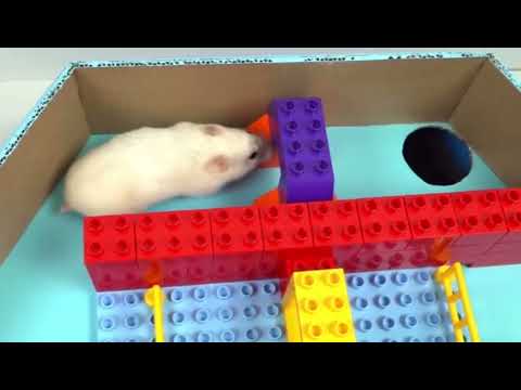 🐹 Hamster Escapes the Pop It Maze for Pets in real life 🐹 Homura Ham
