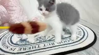 ブリティッシュショートヘアの動画01