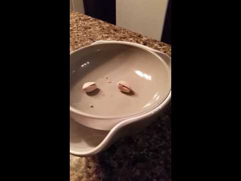 download lagu mp3 mp4 Double Nut Bowl, download lagu Double Nut Bowl gratis, unduh video klip Double Nut Bowl