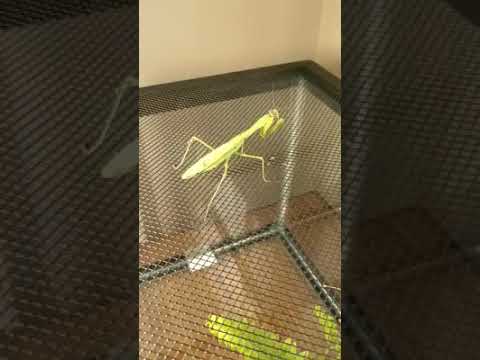 Pauline, The Praying Mantis!!! I do NOT own the rights to this music!