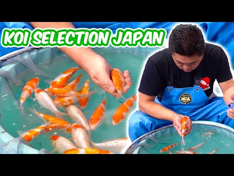 How Baby KOI FISH Are SELECTED - Koi Selection In Japan [BREEDER GUIDE]