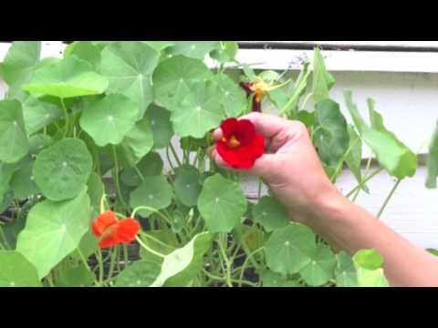 Krasse -3 bra saker med krassen - Veckans växt