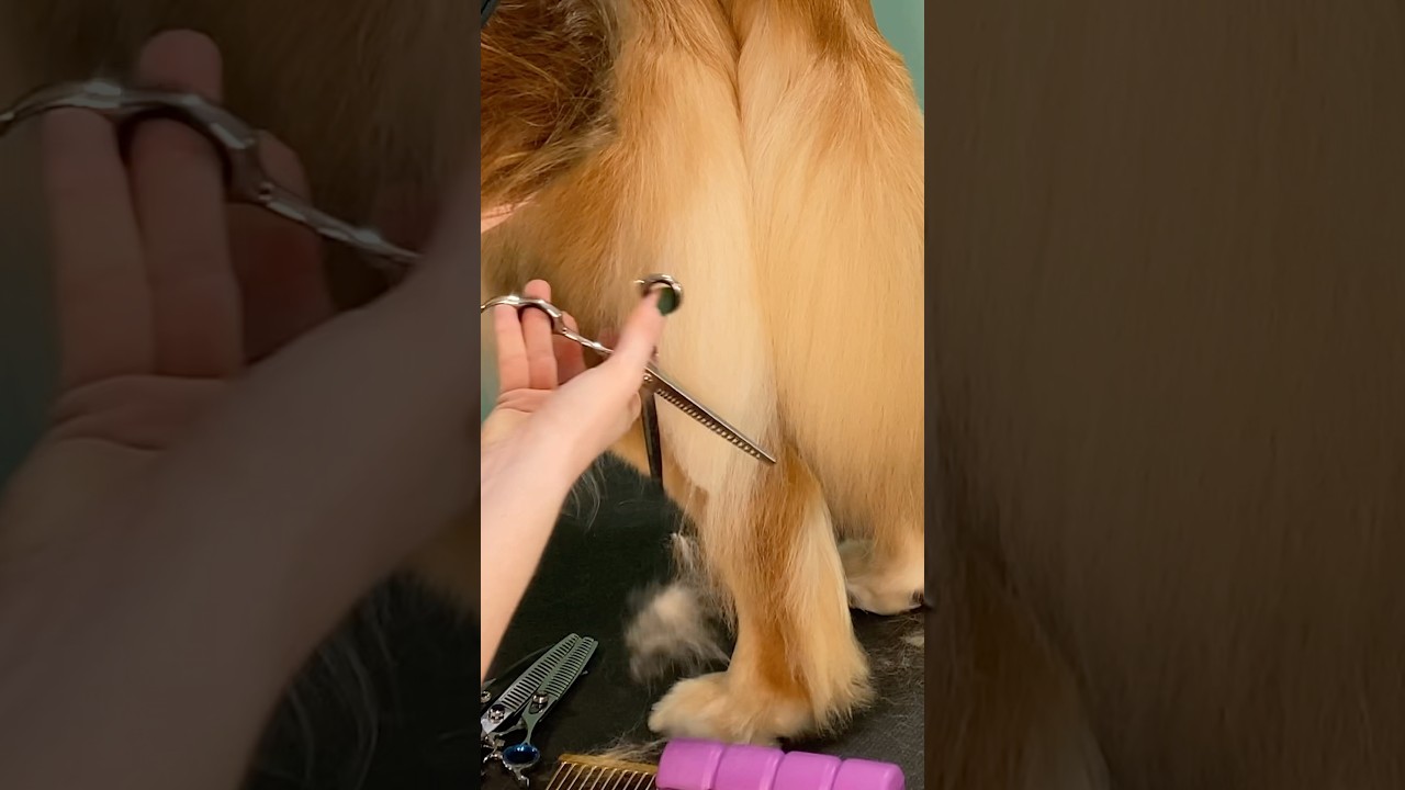 Here’s how I trim a natural rear on a double coated dog.