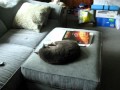 Lazy Cats Song
