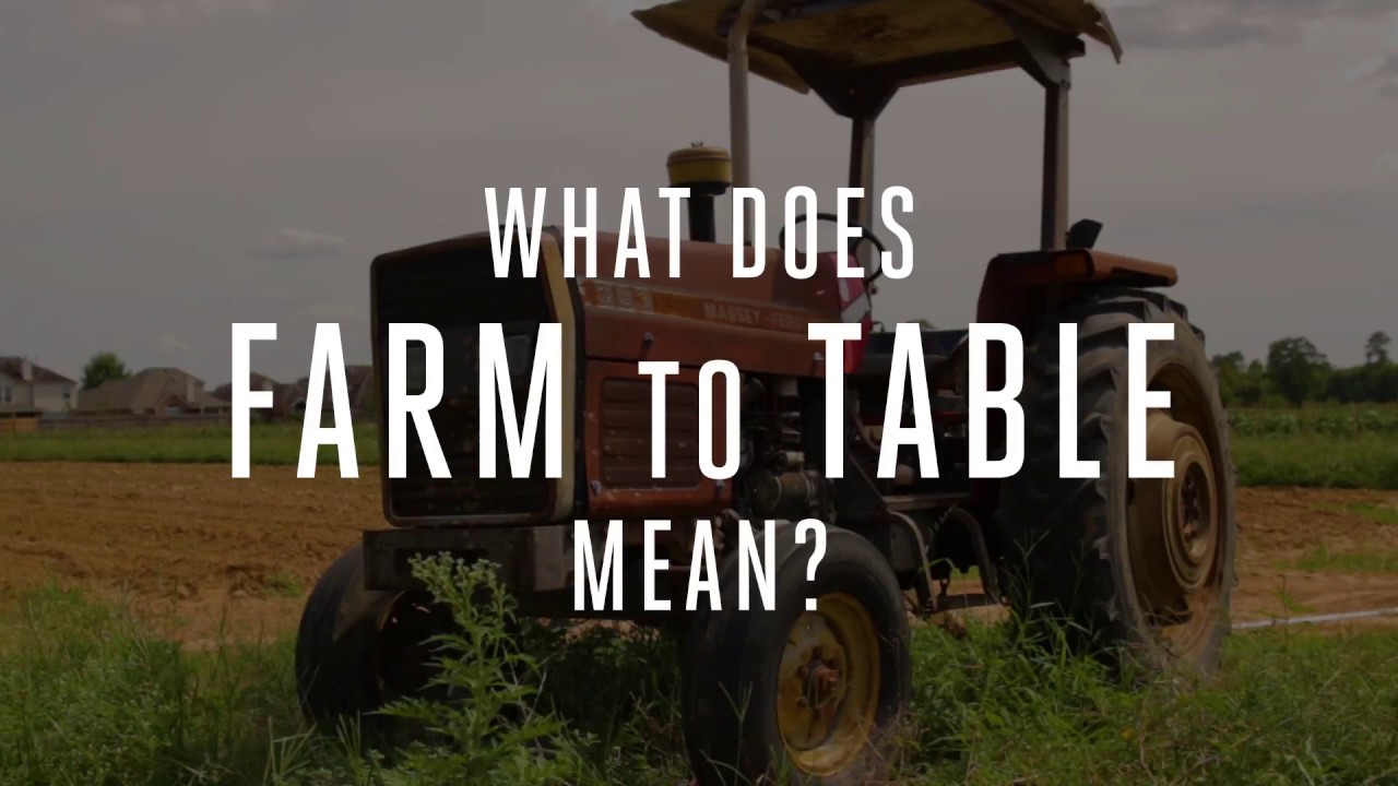 Company video DISH SOCIETY