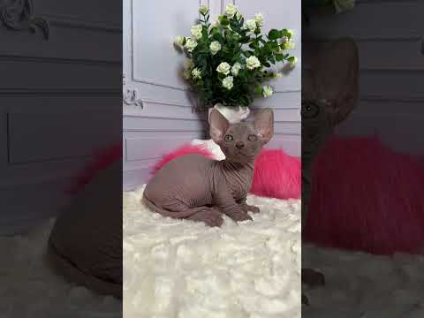 Wrinkle bambino boy ❤️😻❤️😘