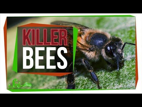 YouTube video about: How do you shoot a killer bee joke?