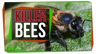 Killer Bees: The Real Zom-bee Apocalypse